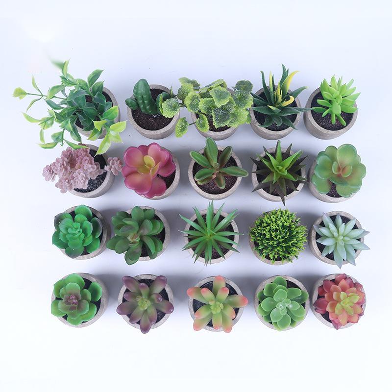 Succulent Potted Plants