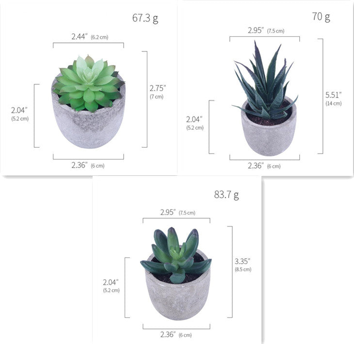 Succulent Potted Plants