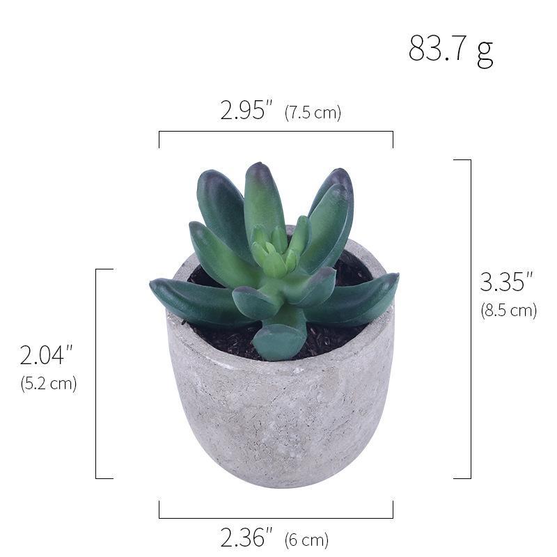 Succulent Potted Plants