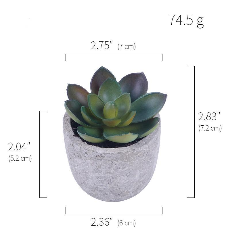 Succulent Potted Plants