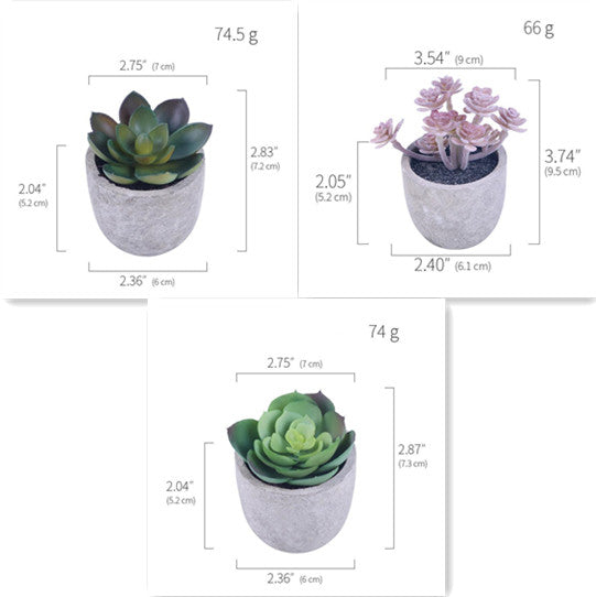 Succulent Potted Plants