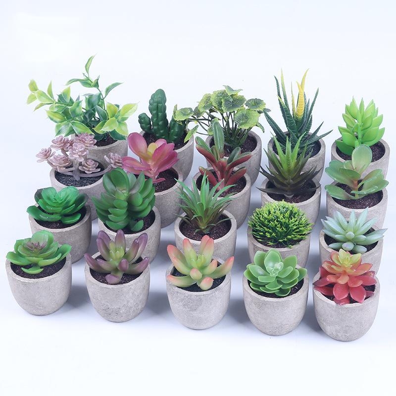 Succulent Potted Plants