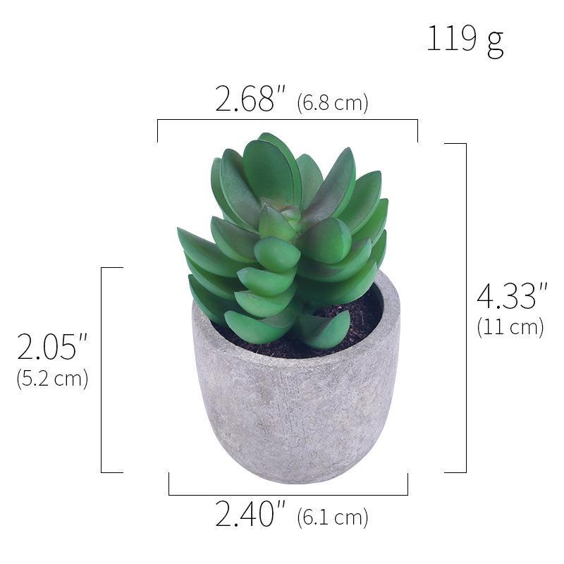 Succulent Potted Plants