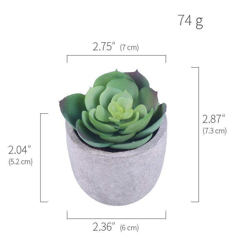 Succulent Potted Plants