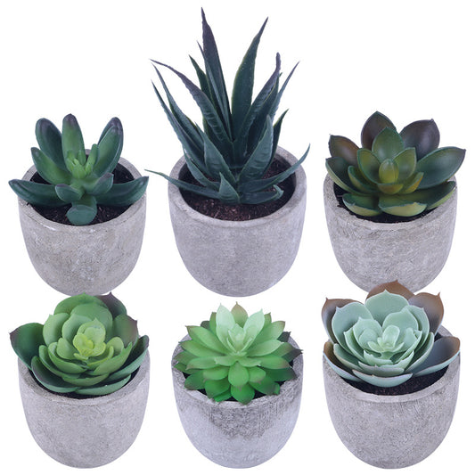 Succulent Potted Plants