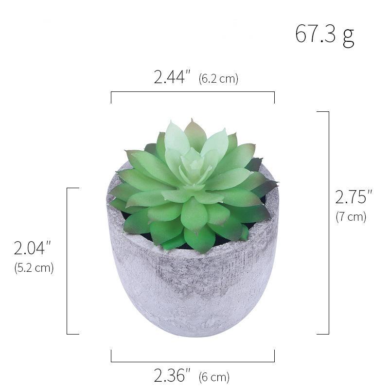 Succulent Potted Plants