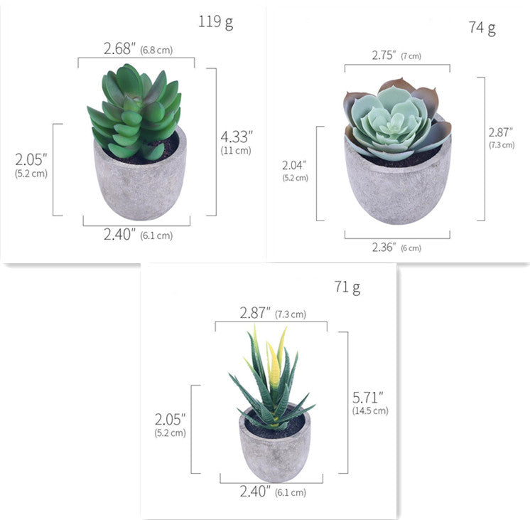 Succulent Potted Plants